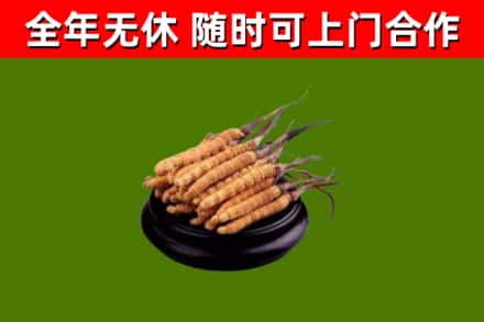 名山回收散虫草
