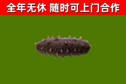 名山回收海参干